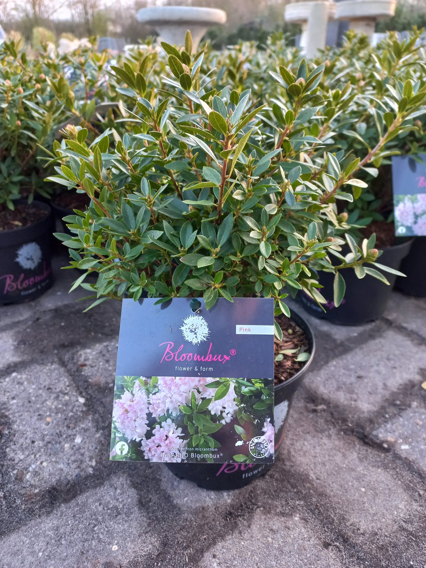 Rhododendron Bloombux Pink (Buxusvervanger)25cm