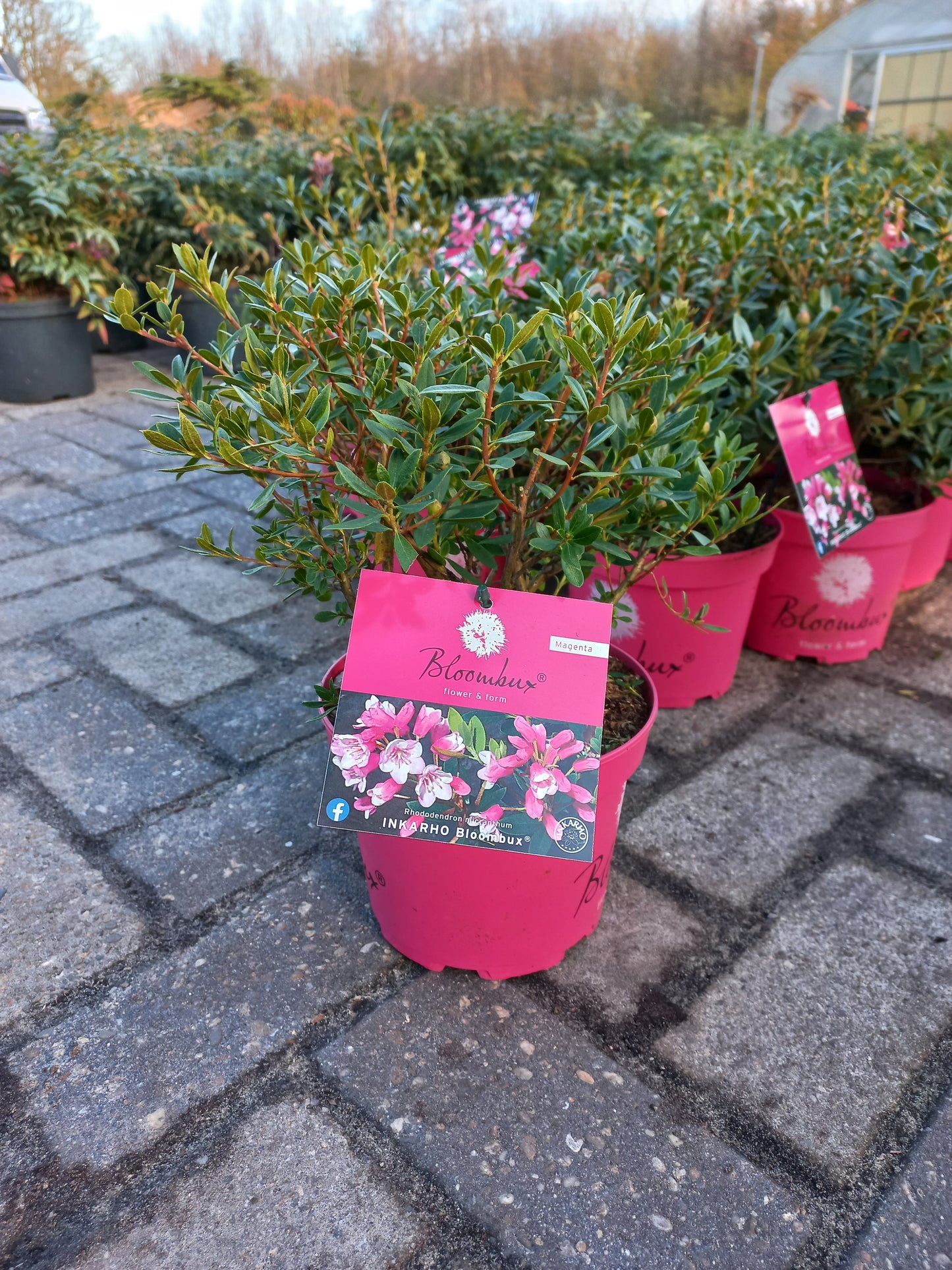 Rhododendron Bloombux Magenta (Buxusvervanger)25cm