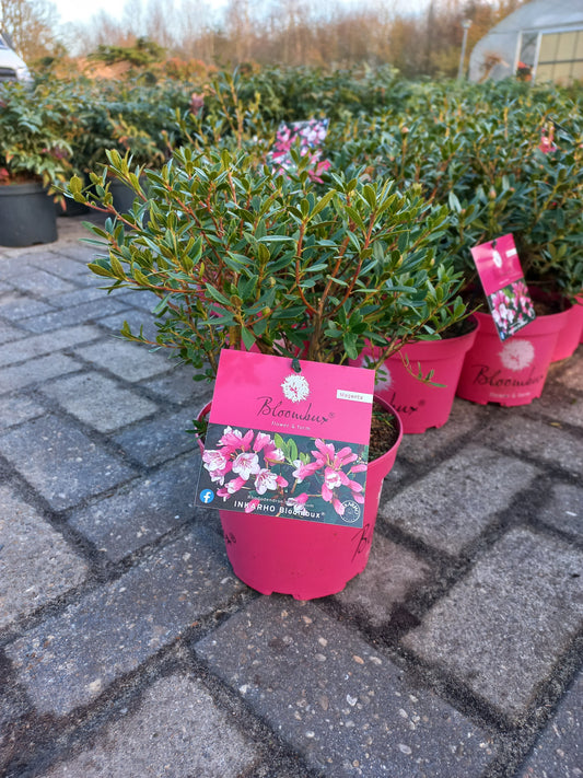 Rhododendron Bloombux Magenta (Buxusvervanger)25cm