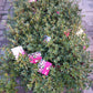 Rhododendron Bloombux Magenta (Buxusvervanger)25cm