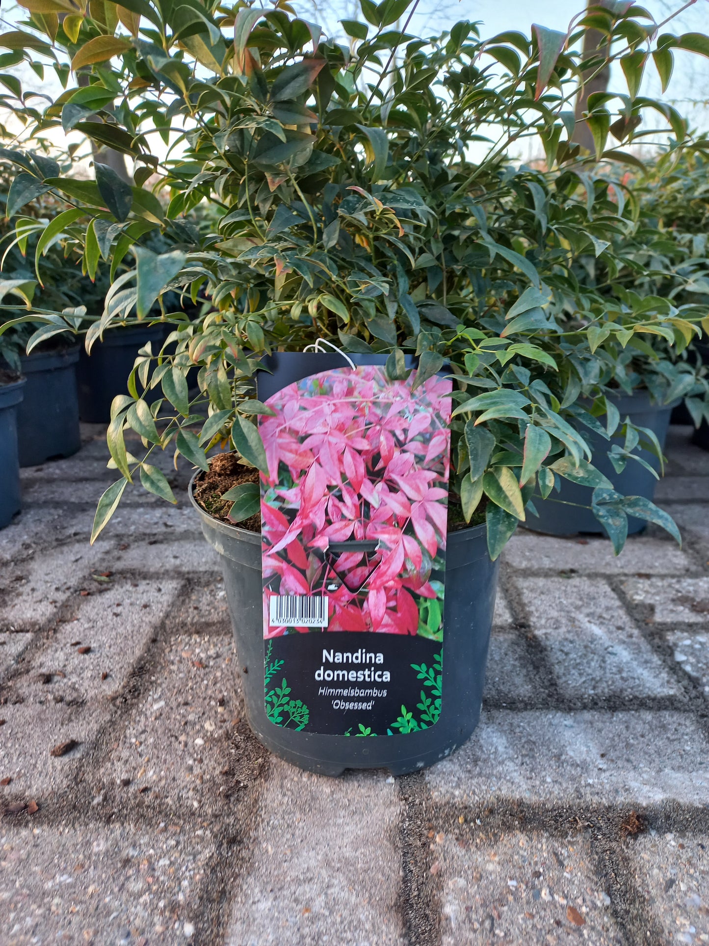 Nandina domestica Obsessed hemelse bamboe 50cm