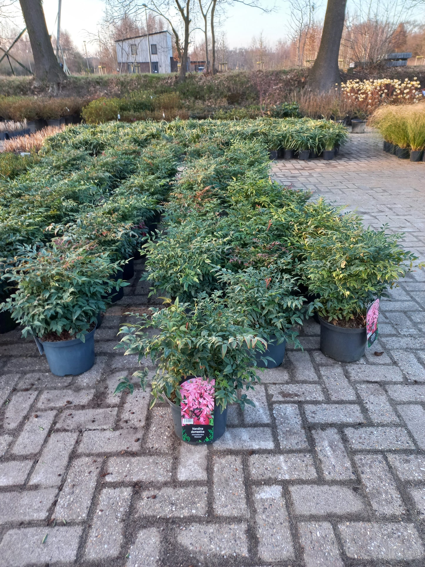 Nandina domestica Obsessed hemelse bamboe 50cm