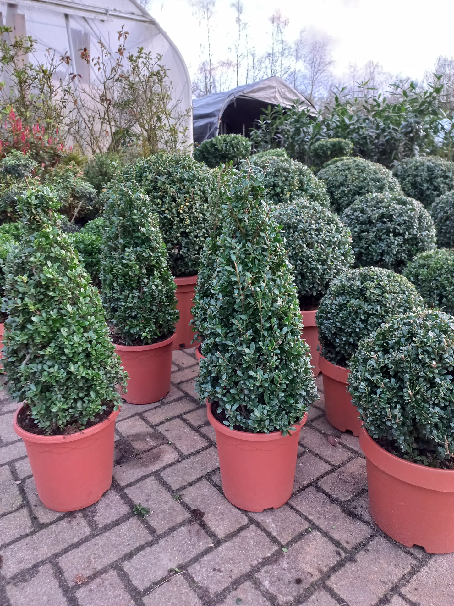 Ilex Crenata Caroline Upright Japanse hulst kegelvorm