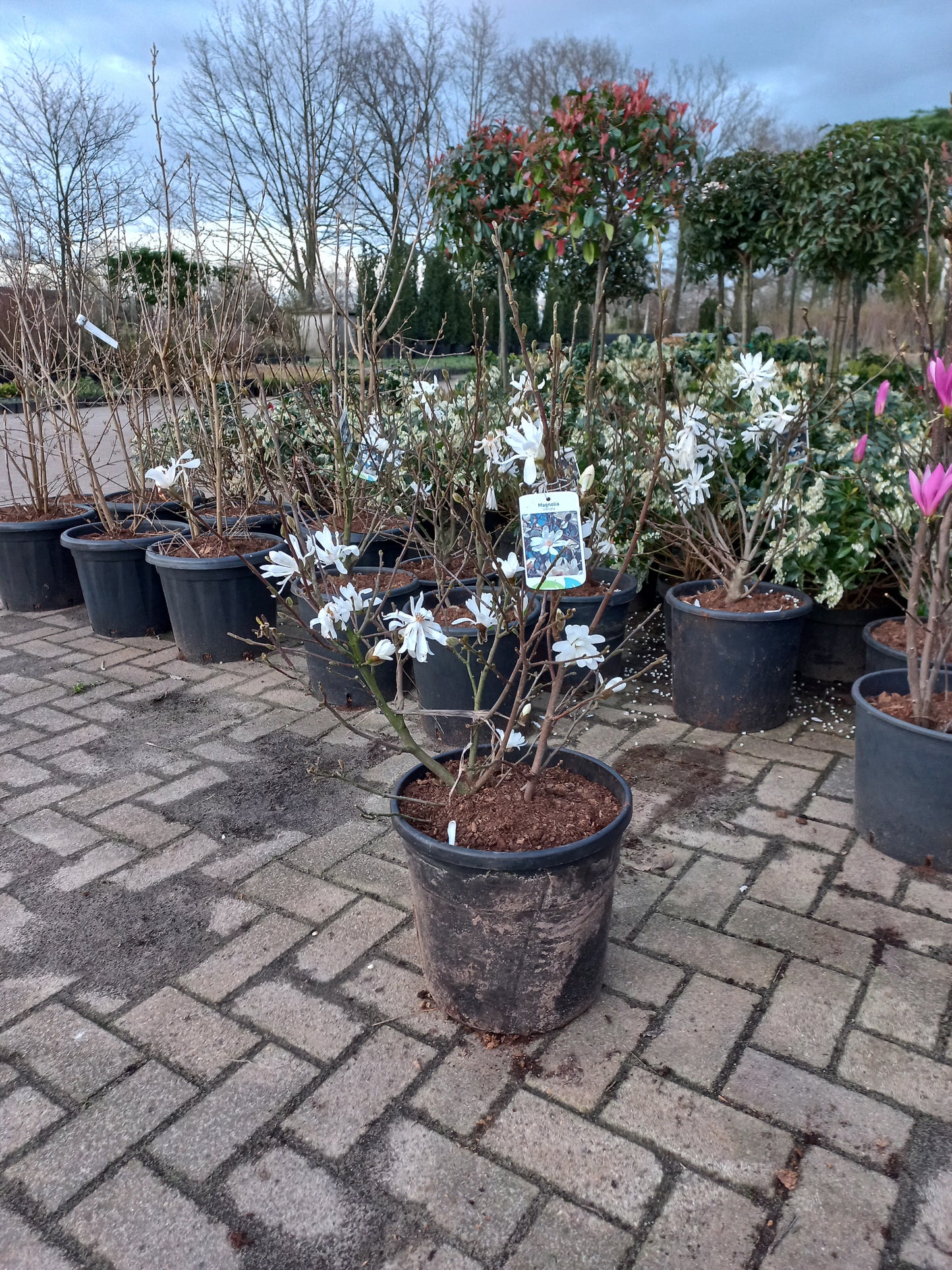 Magnolia stelleta 100cm