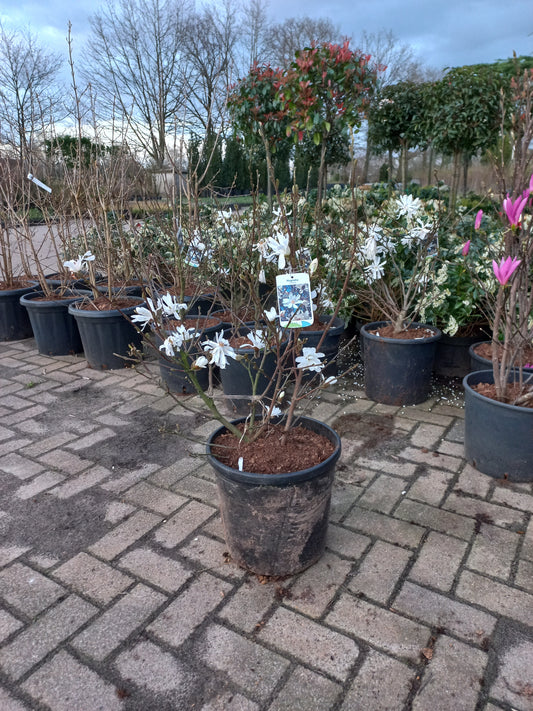 Magnolia stelleta 100cm