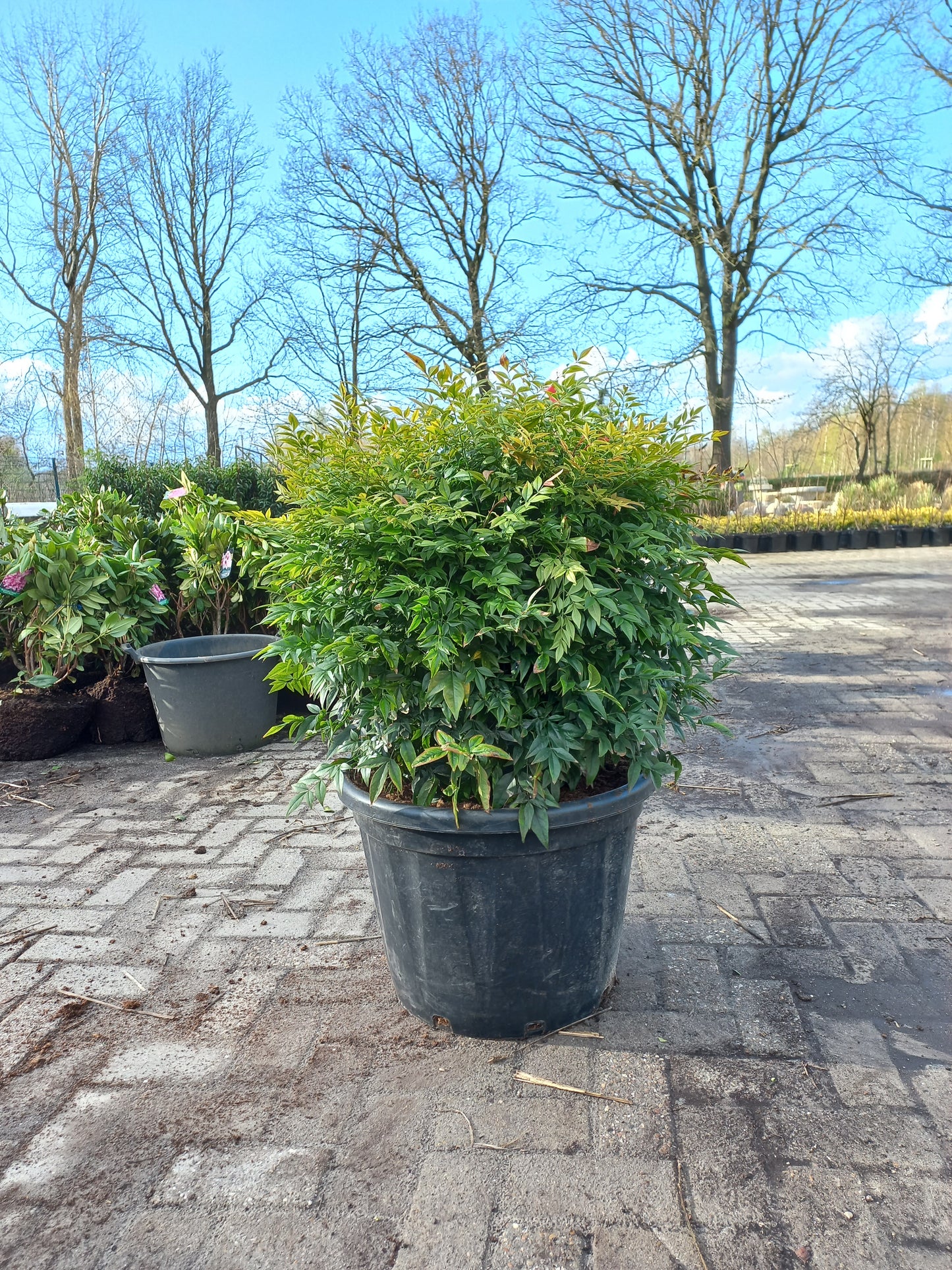 Nandina domestica Obsessed Gulfstream hemelse bamboe 60-80cm XXL
