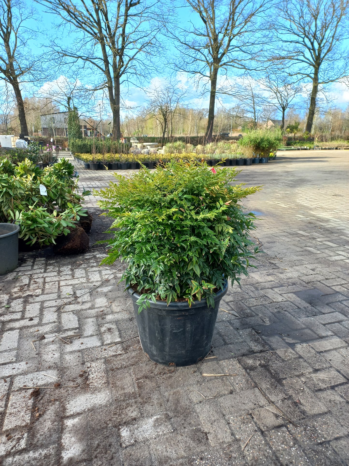 Nandina domestica Obsessed Gulfstream hemelse bamboe 60-80cm XXL