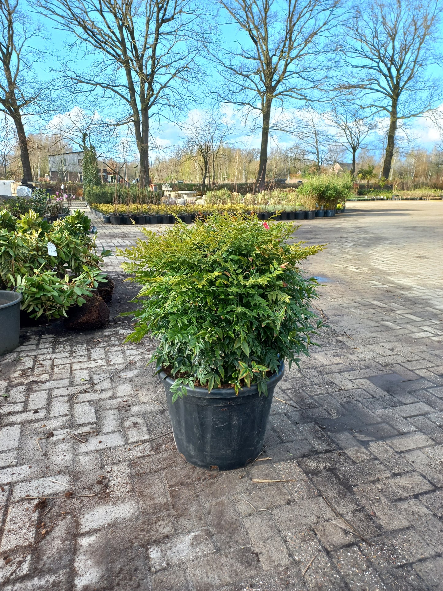 Nandina domestica Obsessed Gulfstream hemelse bamboe 60-80cm XXL