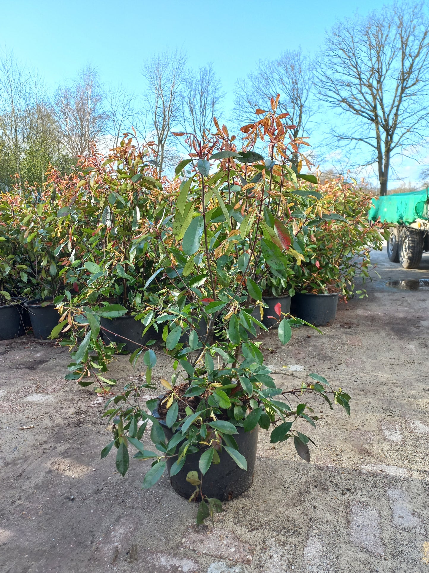 Photinia Fraseri Red Robin glansmispel
