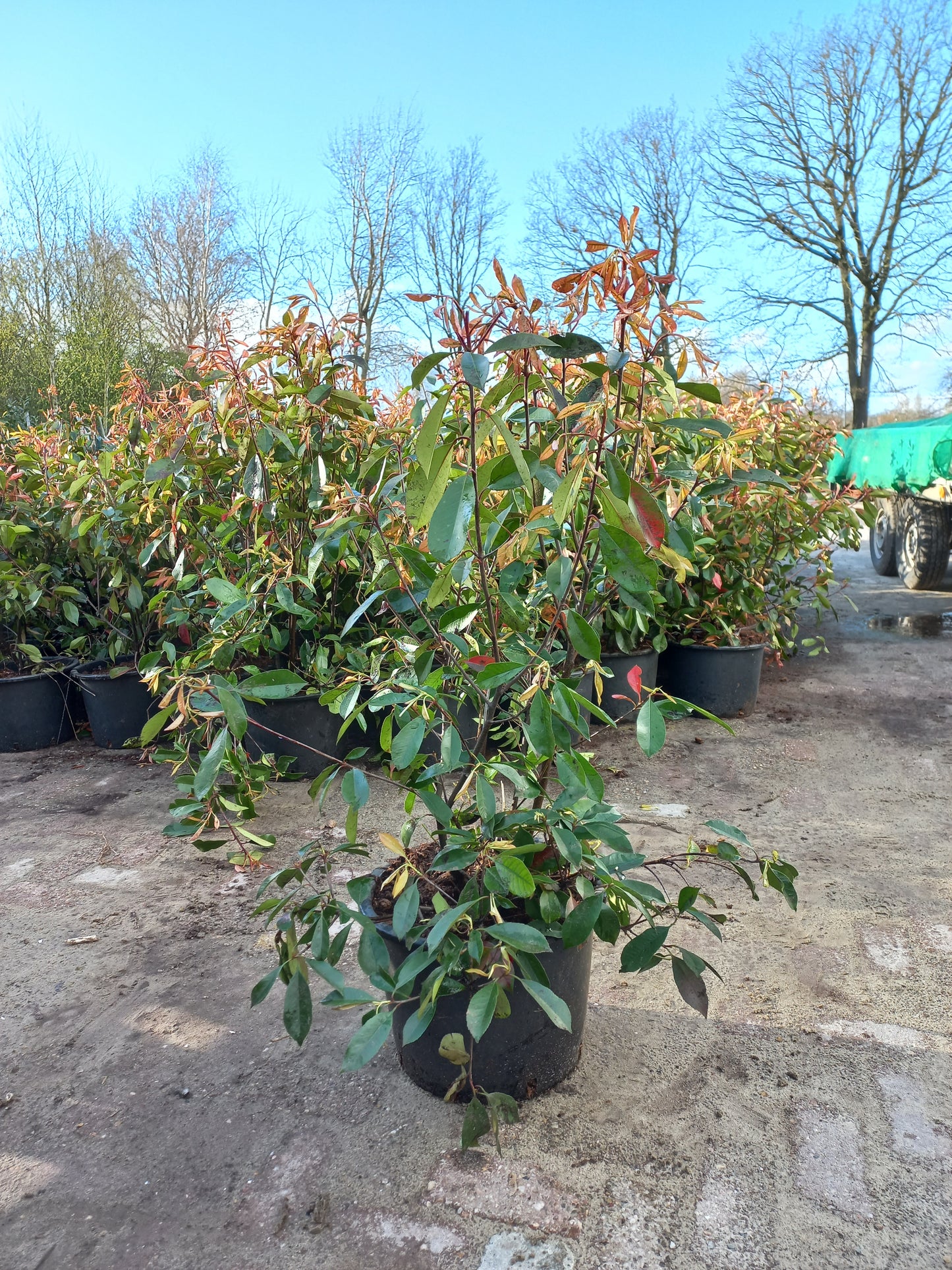 Photinia Fraseri Red Robin glansmispel