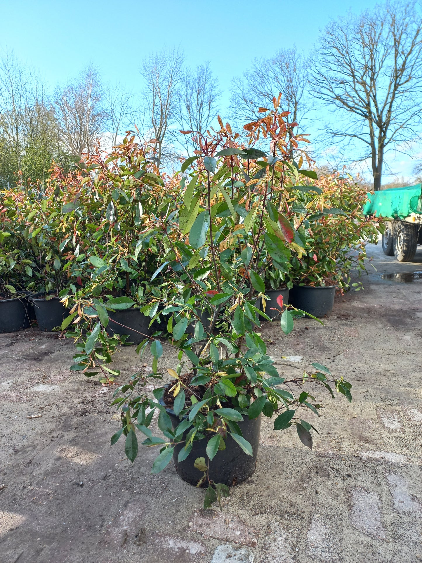 Photinia Fraseri Red Robin glansmispel