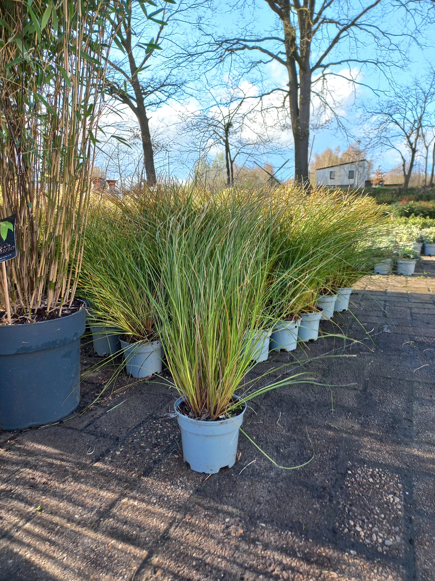 Carex Prairie fire