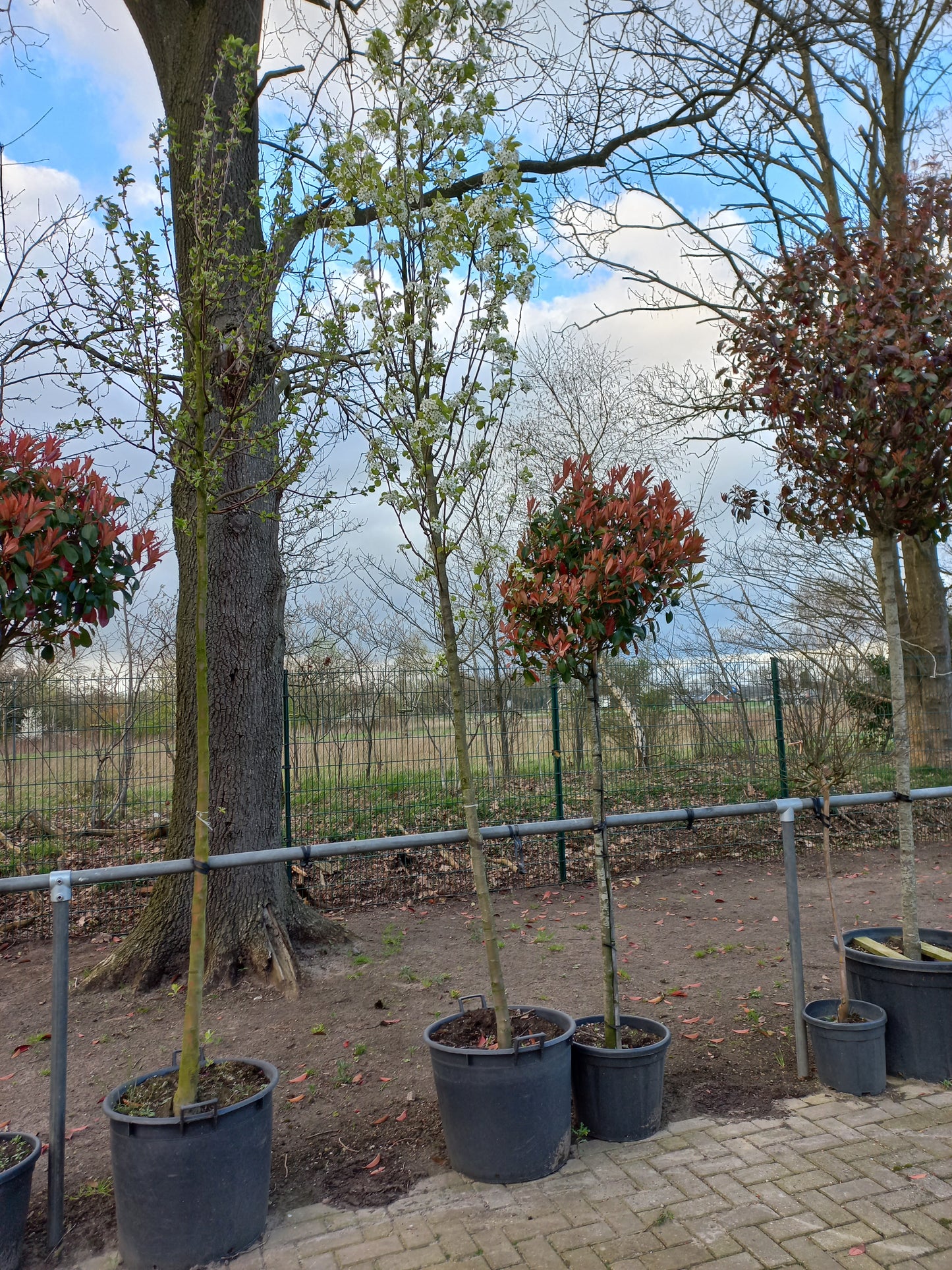 Pyrus calleryana Chanticleer sierpeer