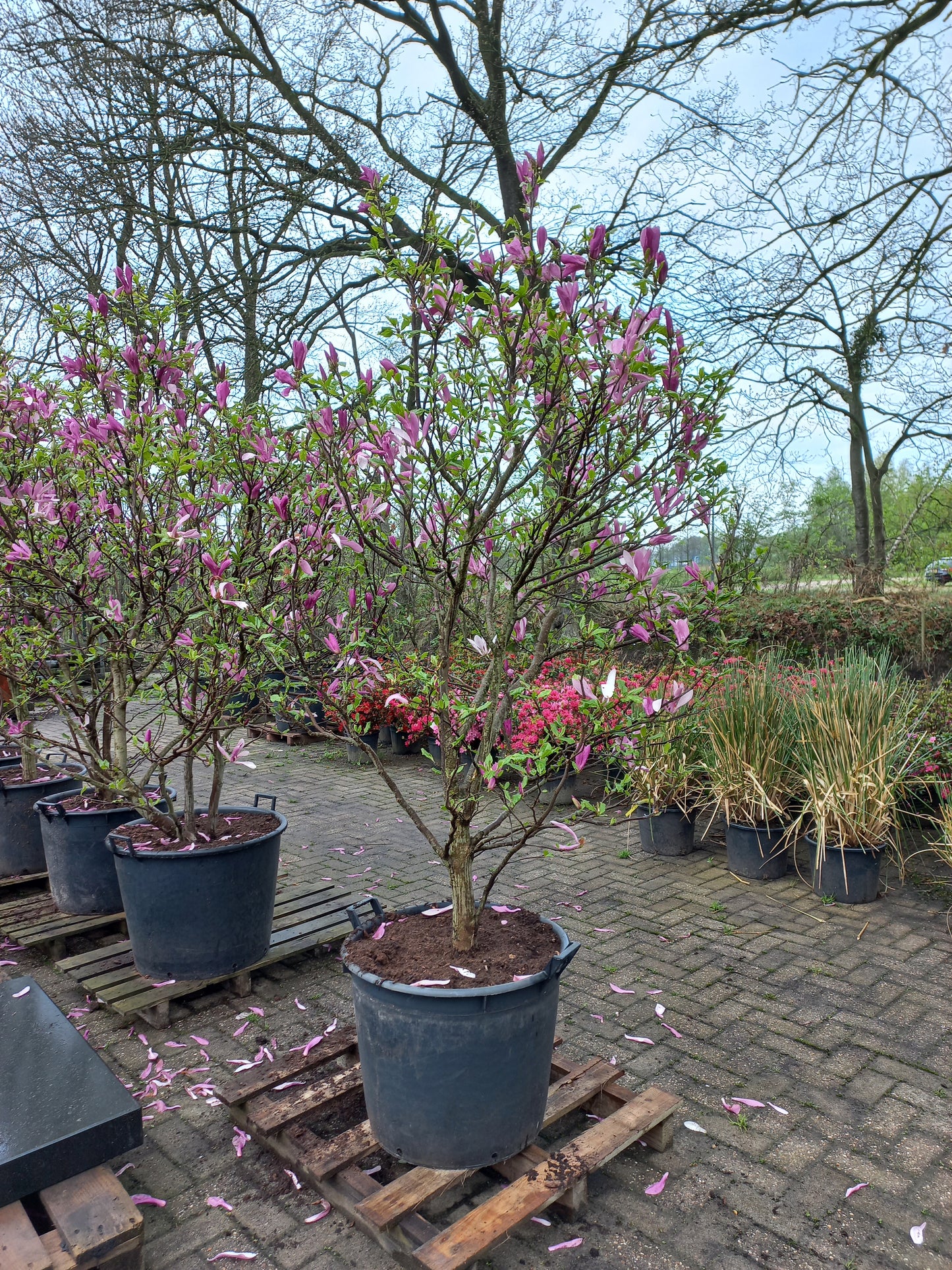 Magnolia Susan XXL