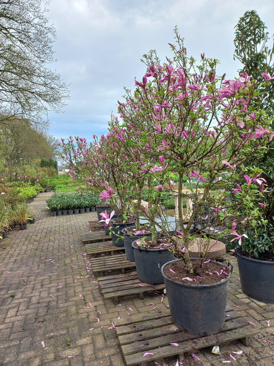 Magnolia Susan XXL