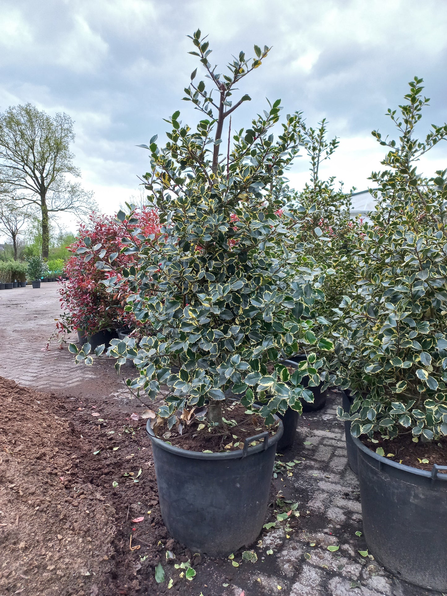 Ilex aquifolium Argentea Marginata bonte hulst