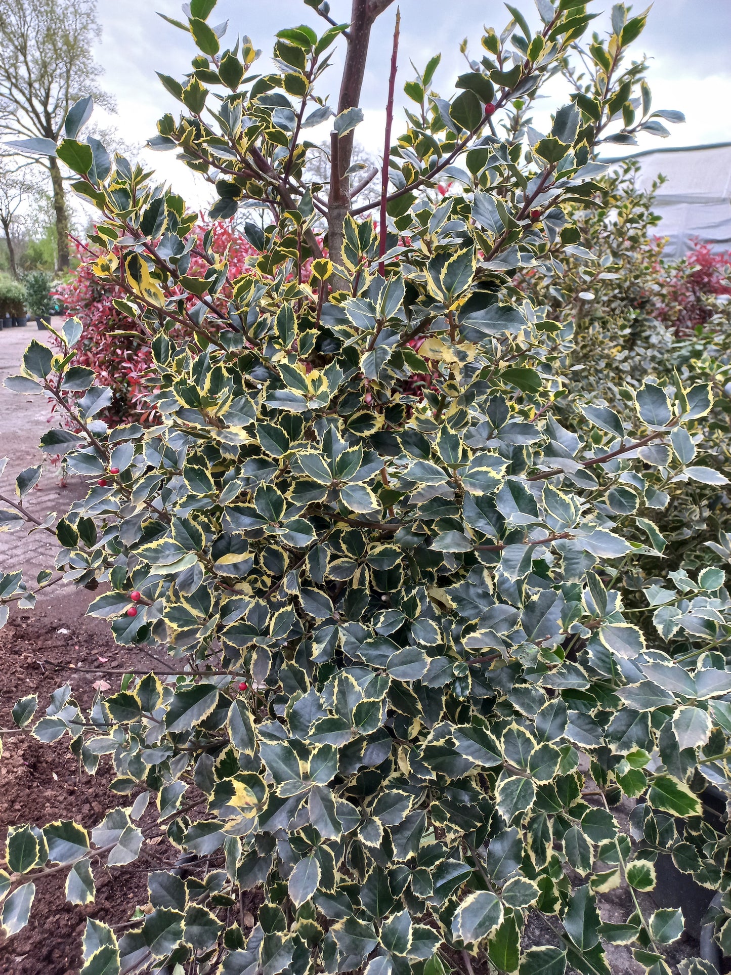 Ilex aquifolium Argentea Marginata bonte hulst