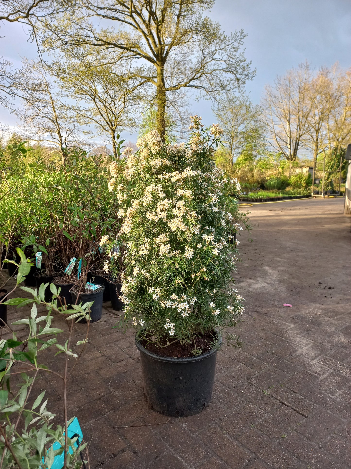 Choisya ternata White Dazzler Mexicaanse oranje bloesem 100cm XXL