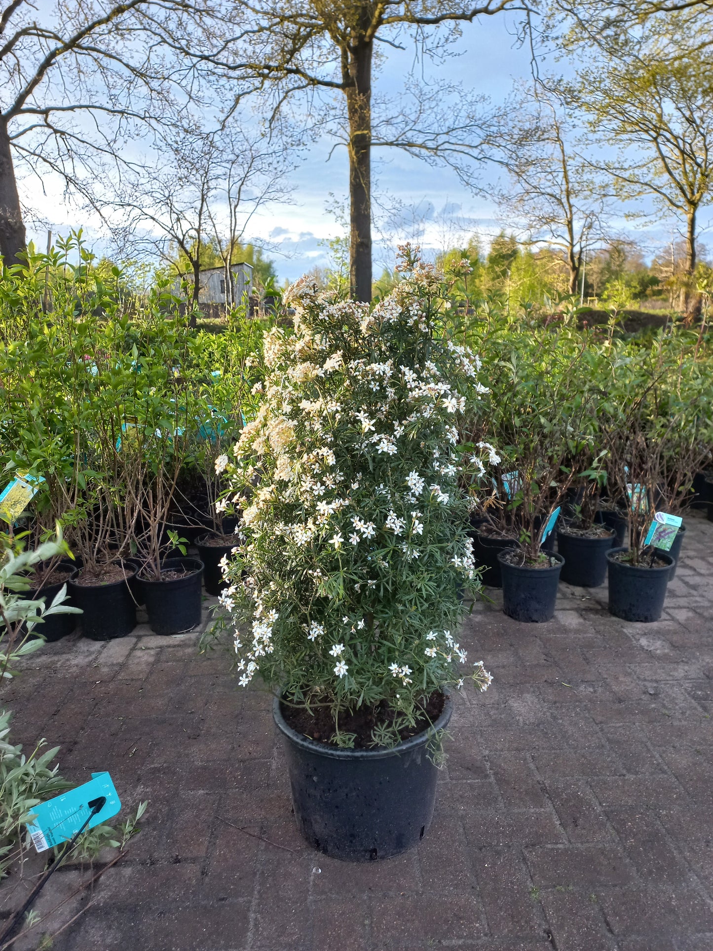 Choisya ternata White Dazzler Mexicaanse oranje bloesem 100cm XXL