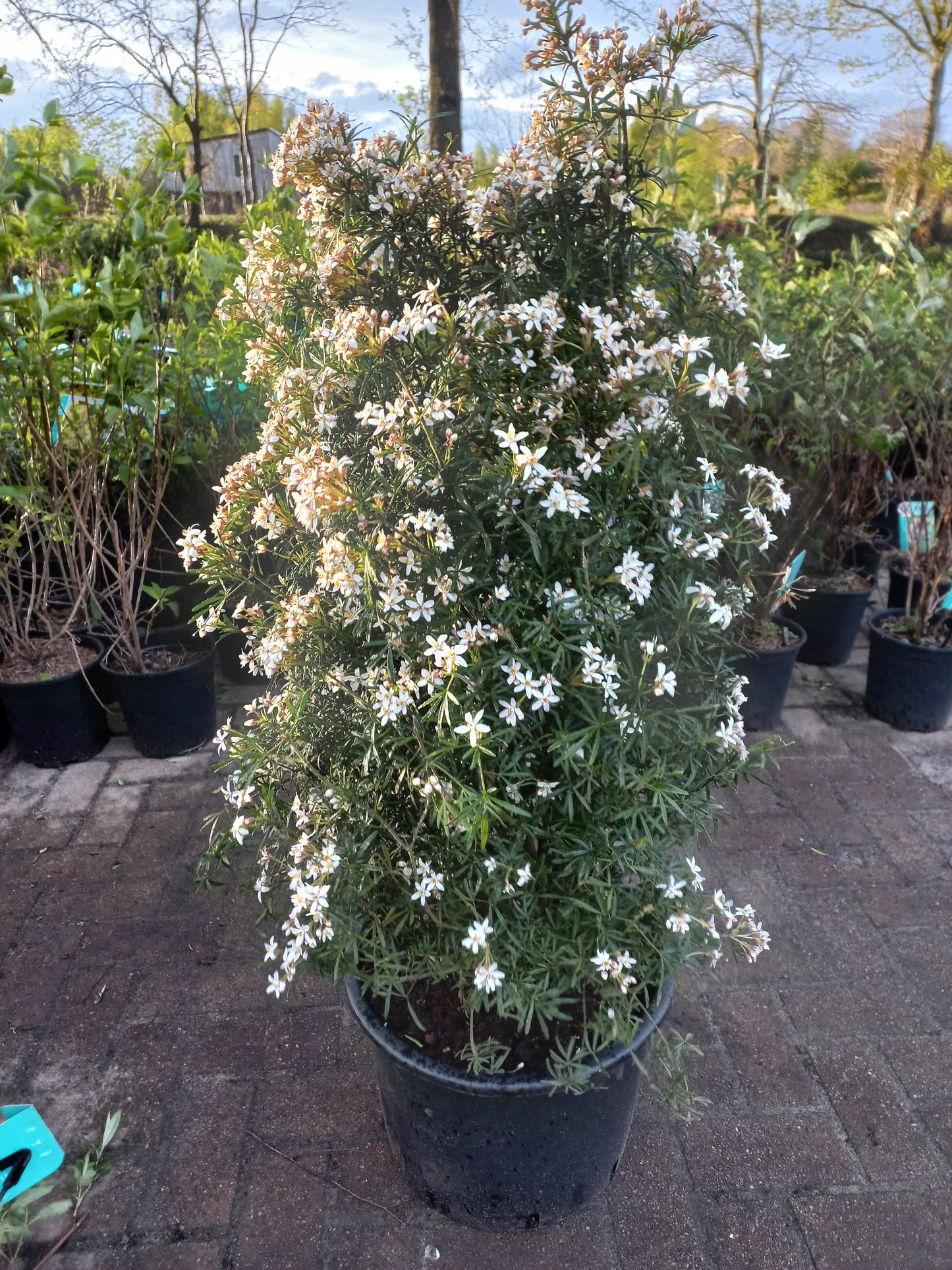 Choisya ternata White Dazzler Mexicaanse oranje bloesem 100cm XXL