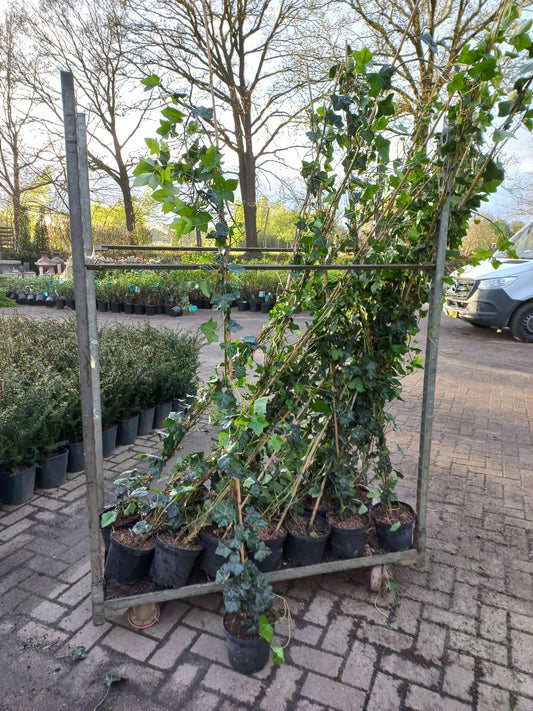 Hedera Hibernica klimop 175-200cm