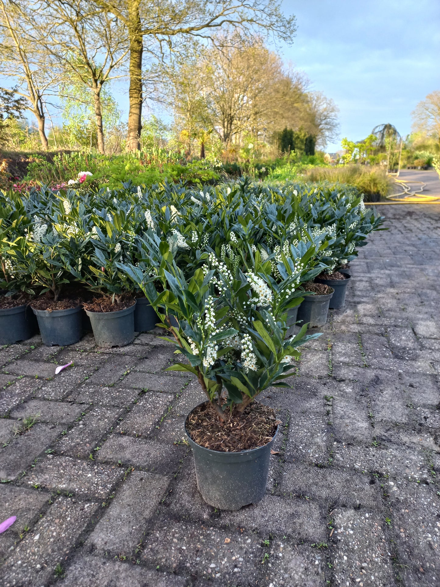 Prunus Lauroceracus Otto luyken laurier 30-40cm