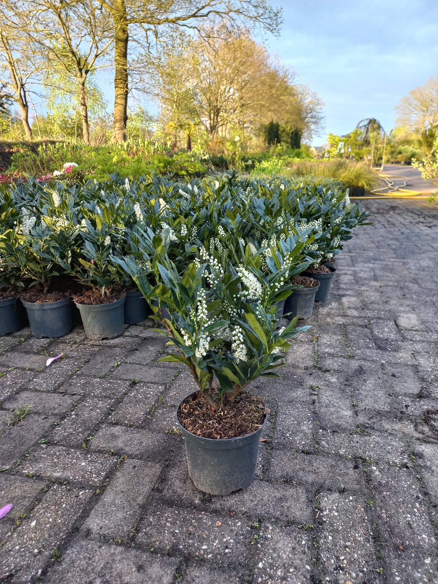 Prunus Lauroceracus Otto luyken laurier 30-40cm