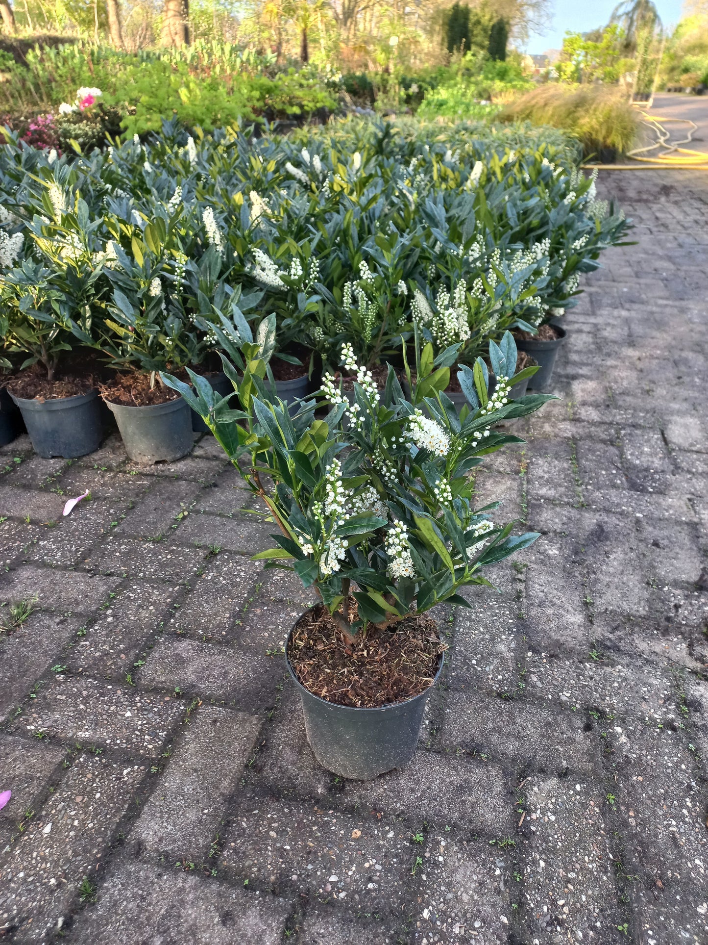 Prunus Lauroceracus Otto luyken laurier 30-40cm