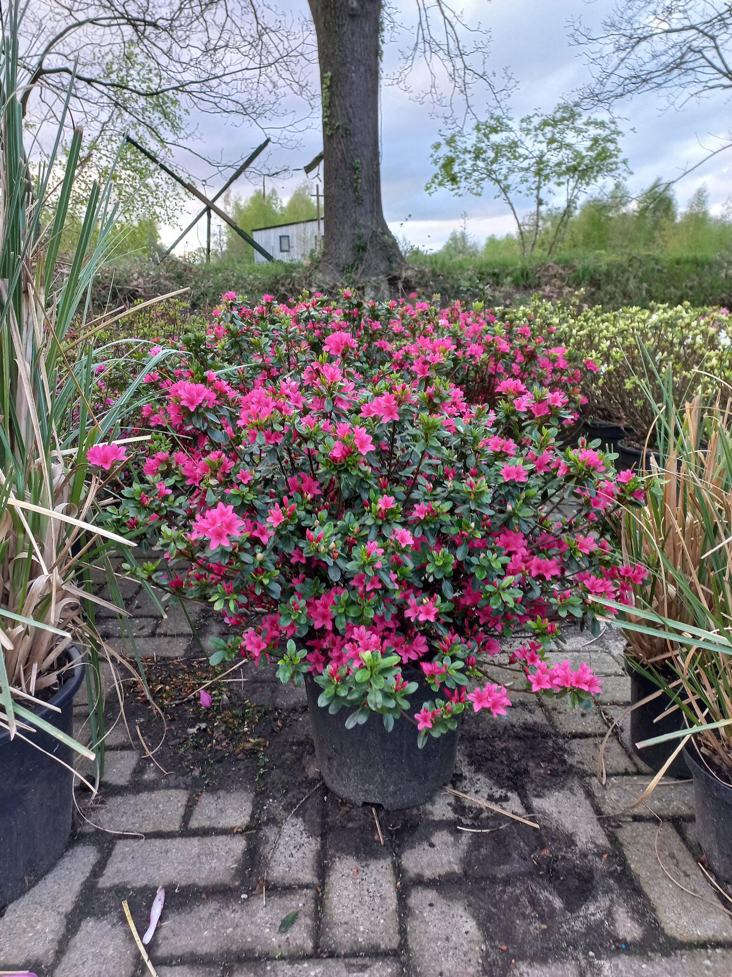 Rhododendron (AJ) Amoenum