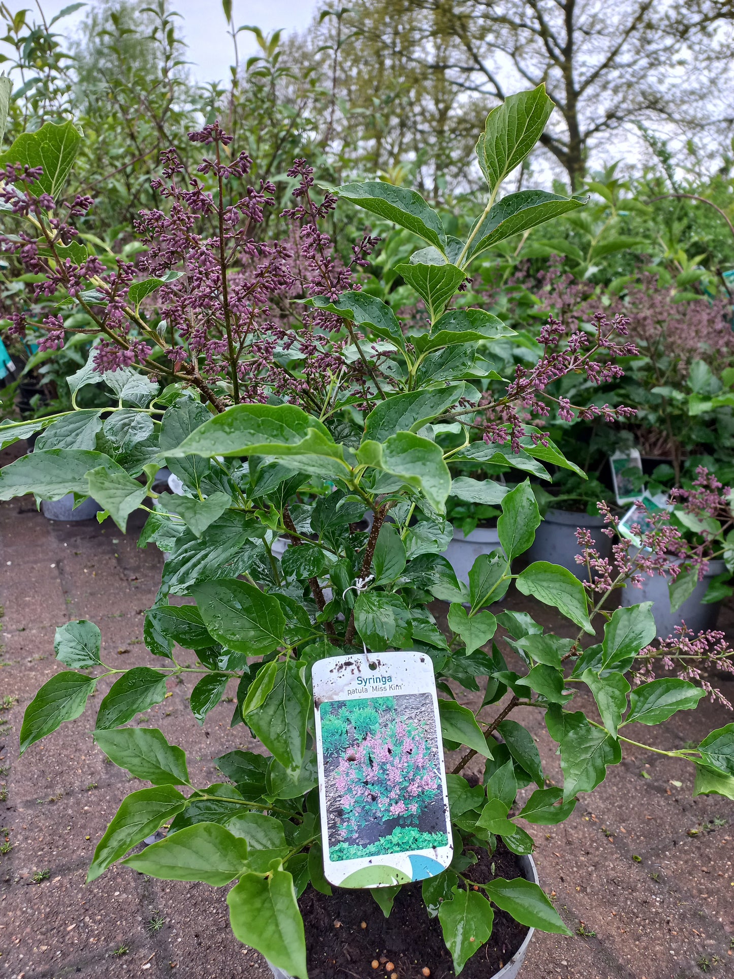Syringa patula Miss Kim Sering 50cm