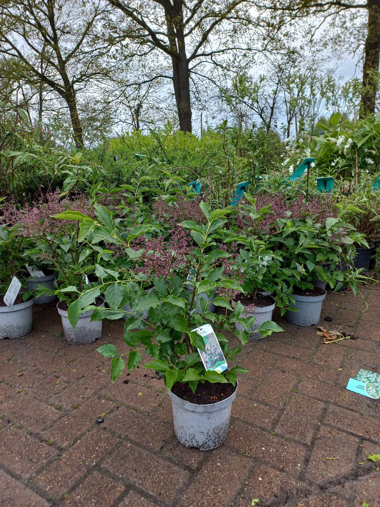 Syringa patula Miss Kim Sering 50cm