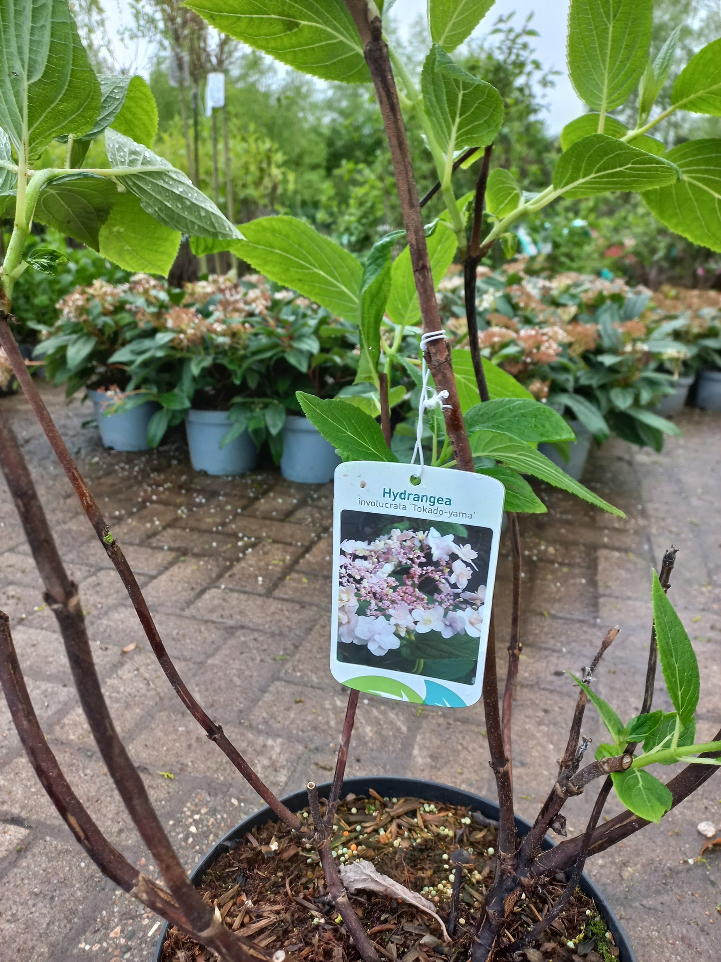 Hydrangea macrophylla Involucrata Tokado-Yama Schaduwhortensia 50cm