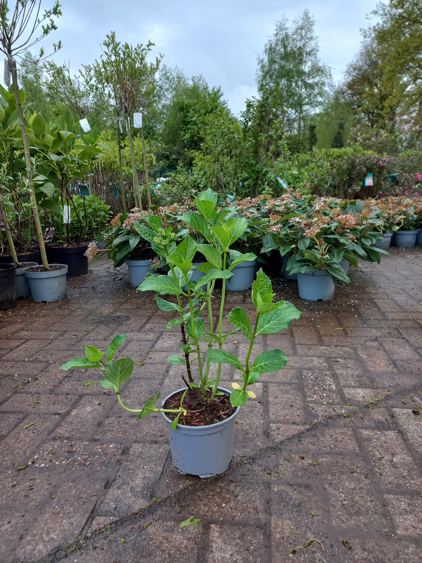 Hydrangea m. Soeur Therese Hortensia