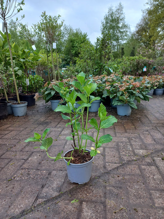 Hydrangea m. Soeur Therese Hortensia