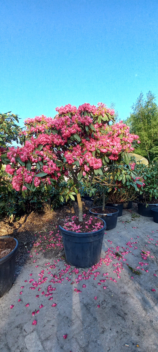 Rhododendron (Y) Astrid 100cm stam