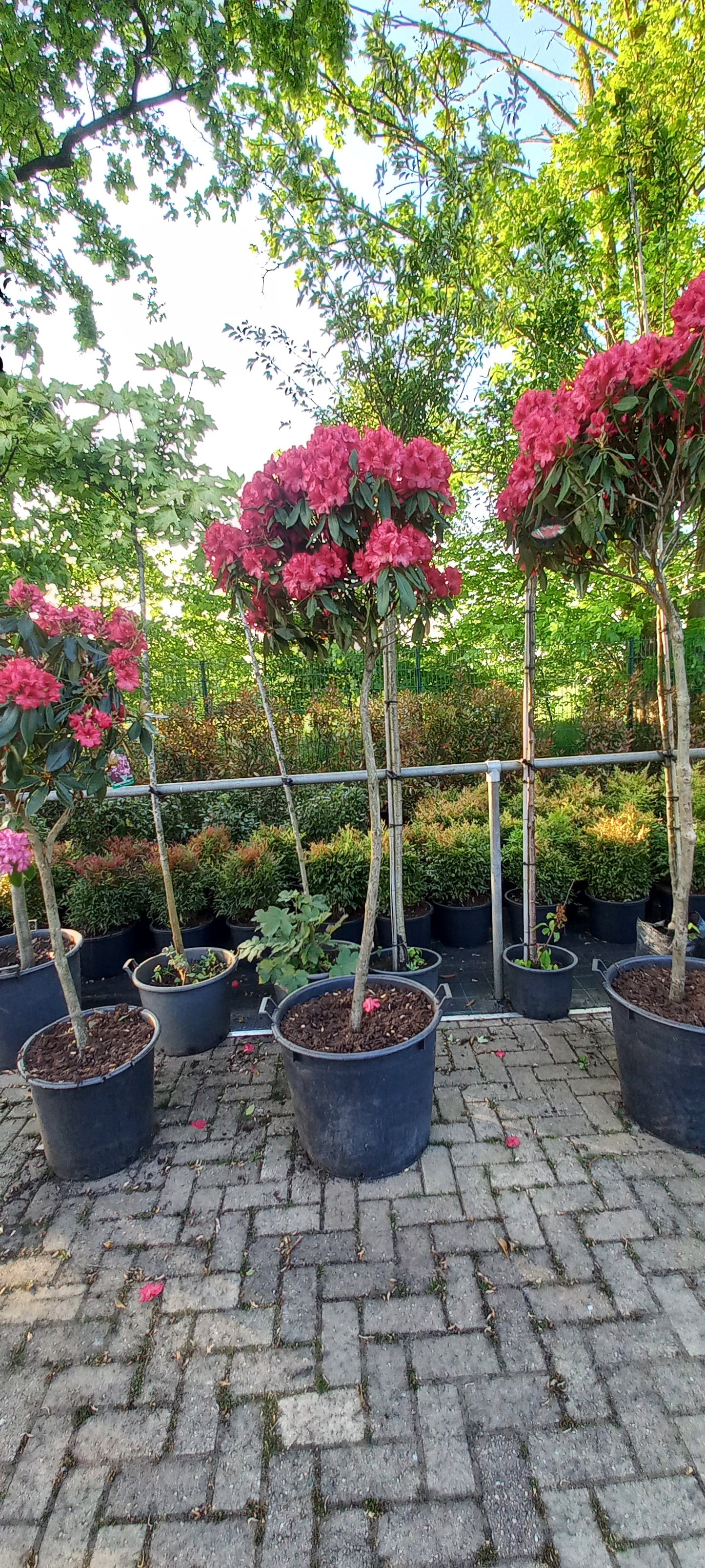 Rhododendron LagerFeuer 150cm op stam