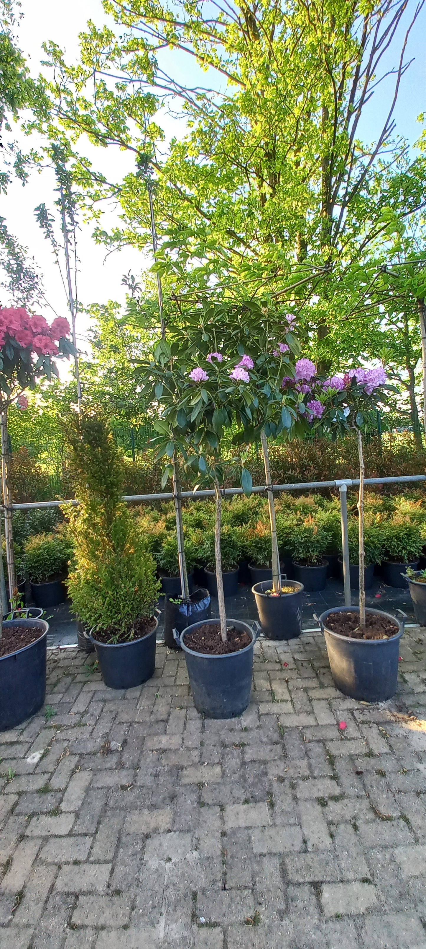 Rhododendron Hybride Alexis op stam 150cm