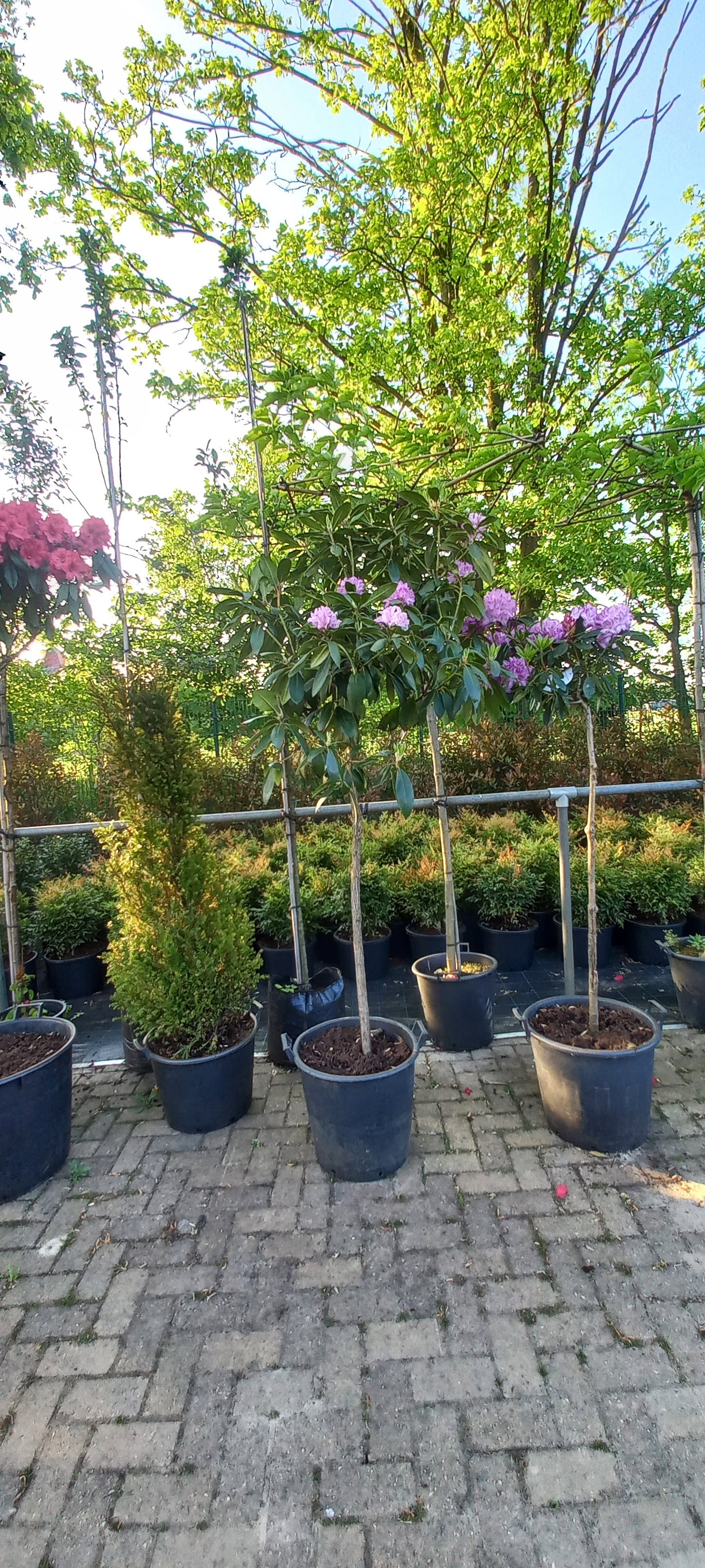 Rhododendron Hybride Alexis op stam 150cm