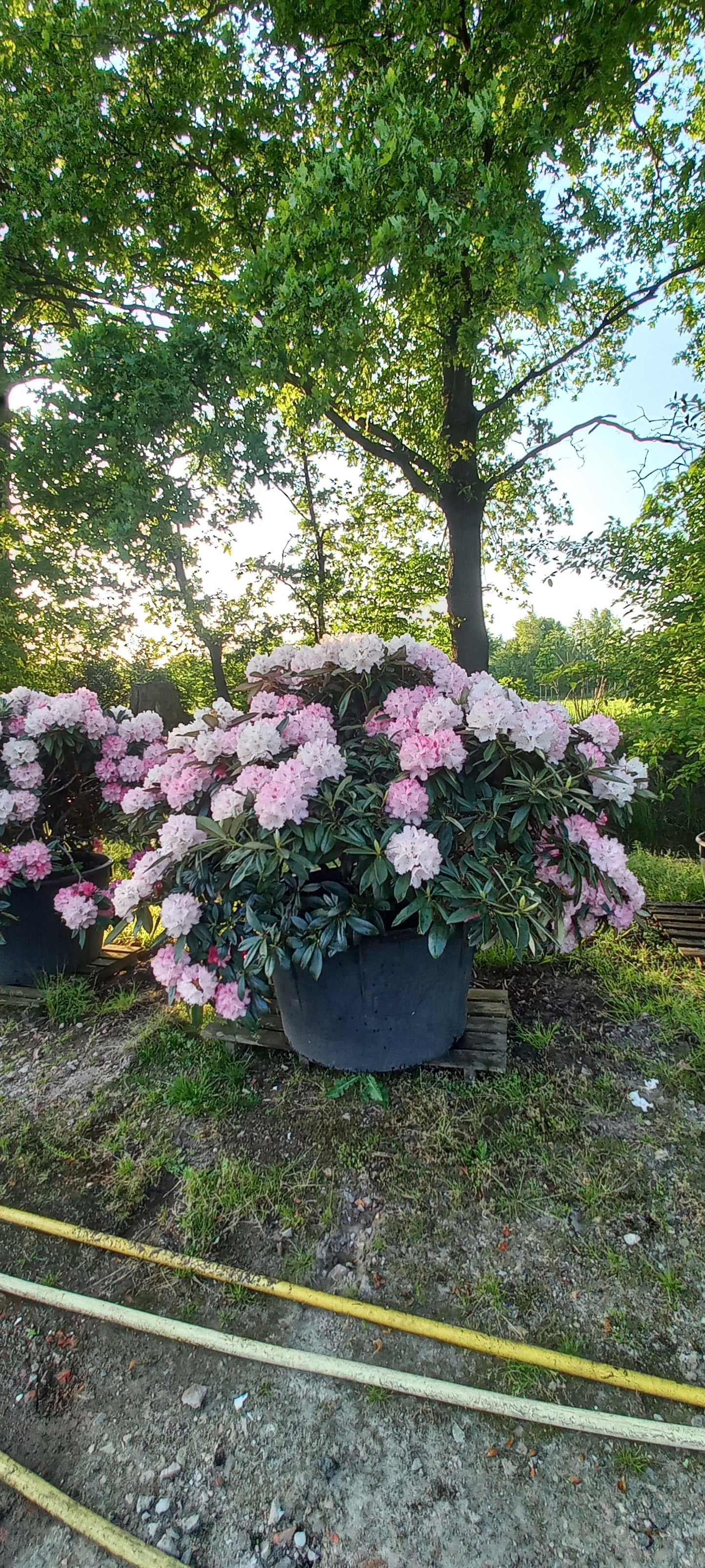 Rhododendron yak. Excelsior 150cm