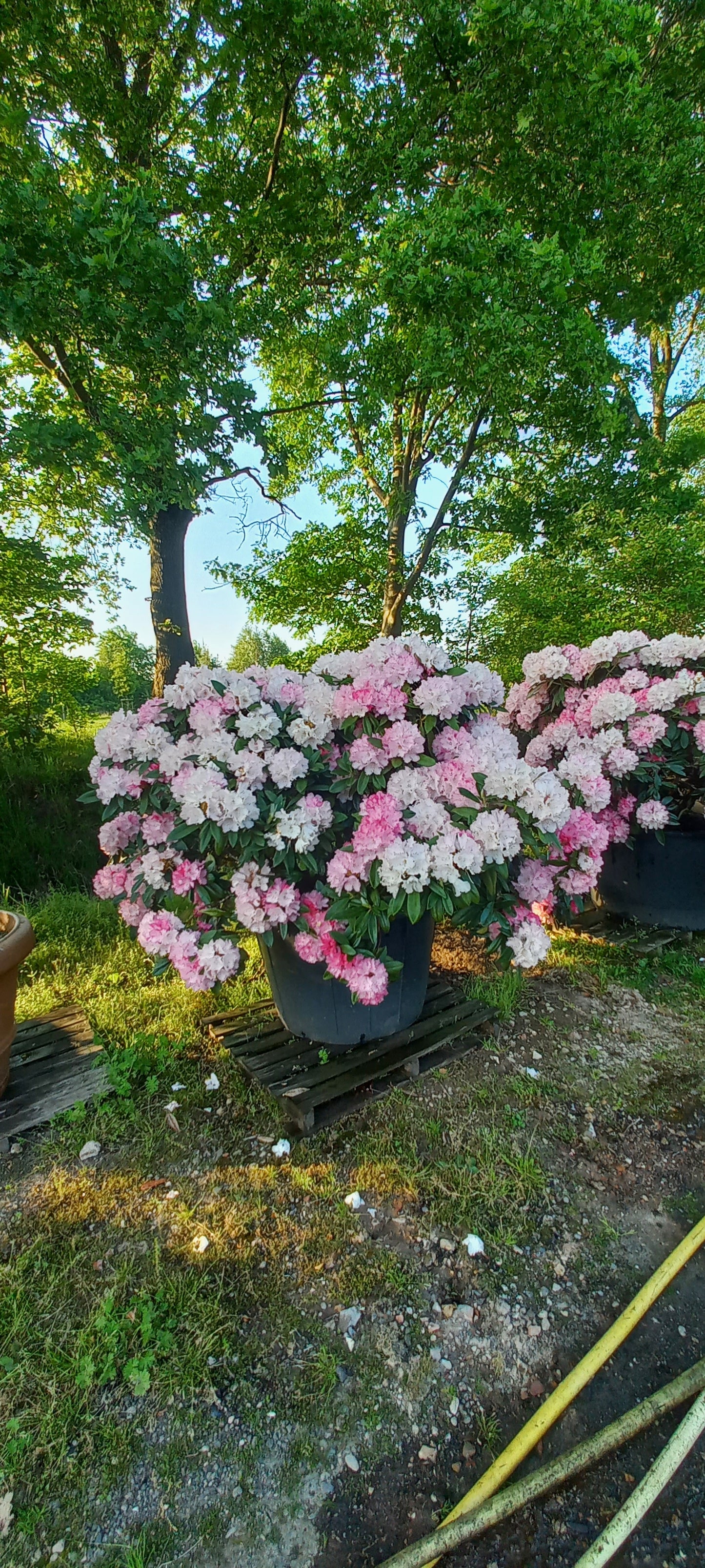 Rhododendron yak. Excelsior 150cm