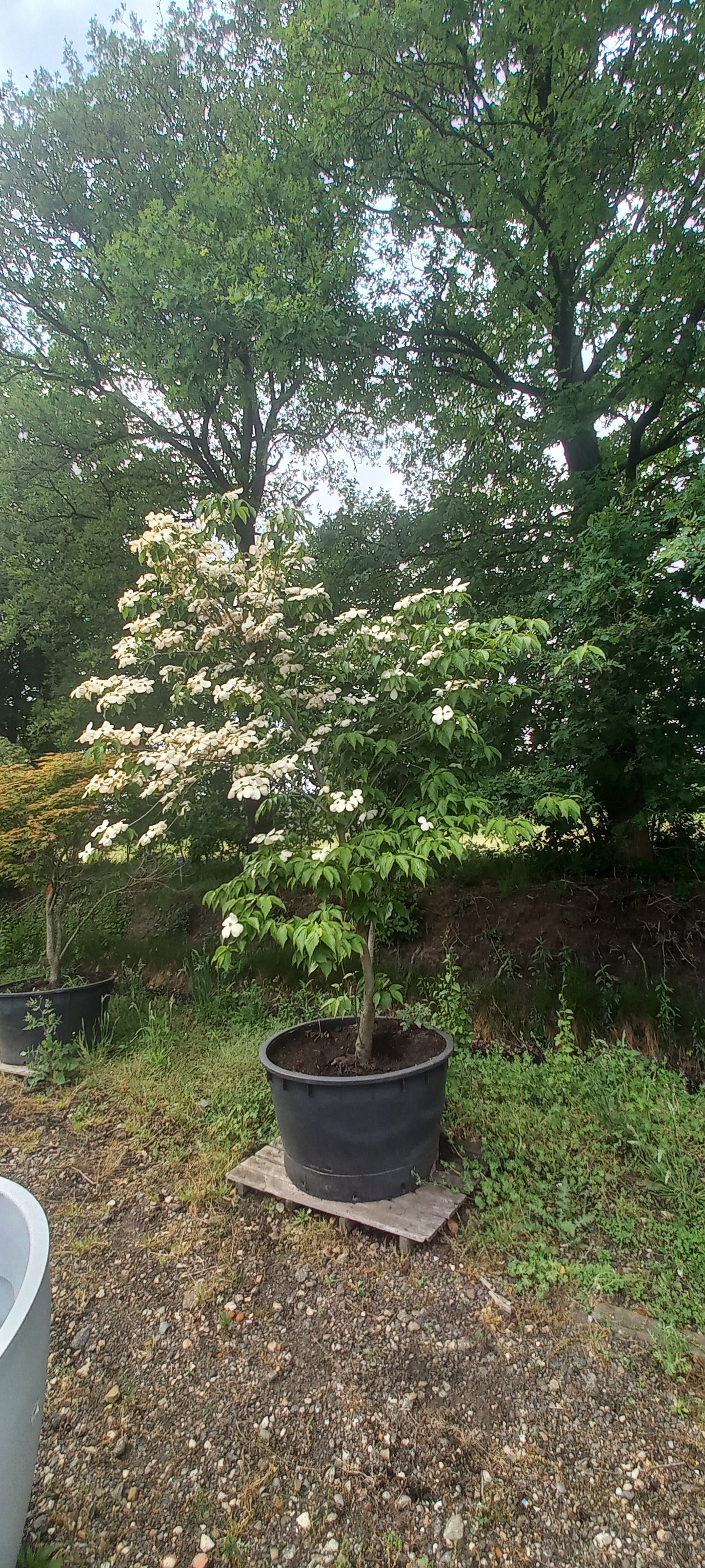 Cornus kousa Stellar pink kornoelje