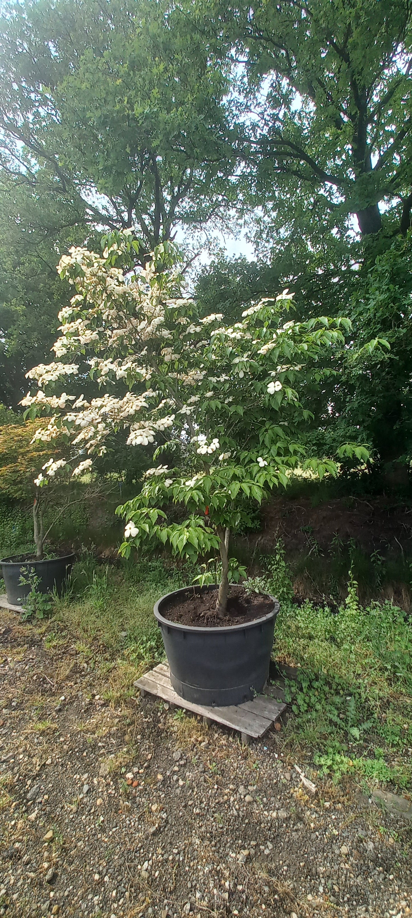 Cornus kousa Stellar pink kornoelje