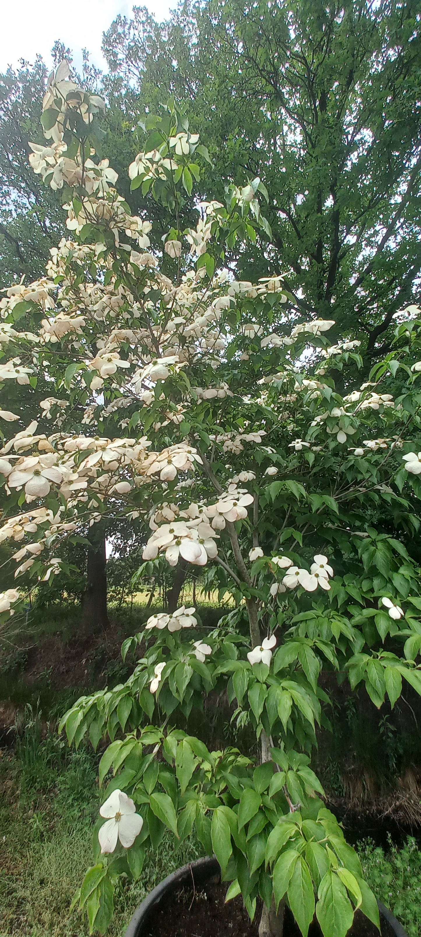 Cornus kousa Stellar pink kornoelje