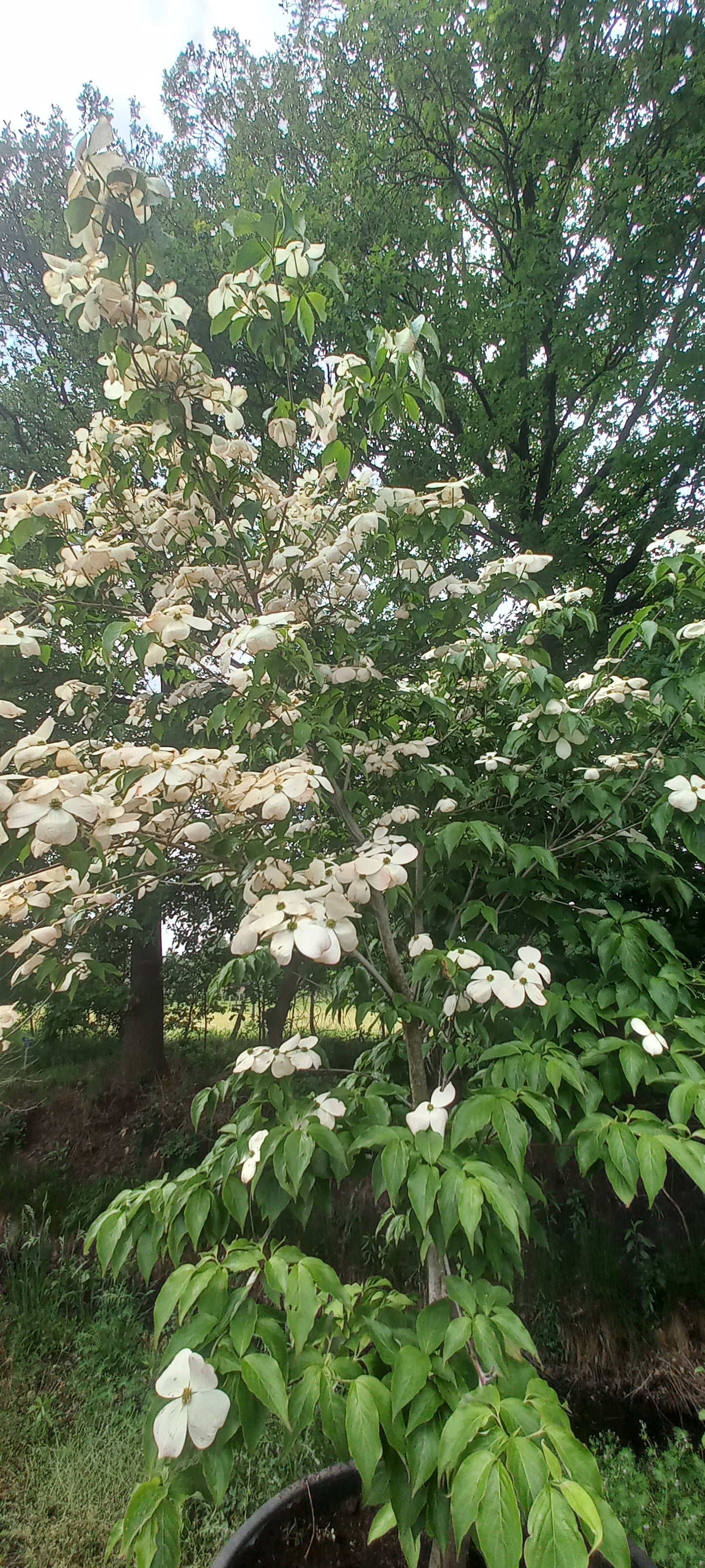 Cornus kousa Stellar pink kornoelje