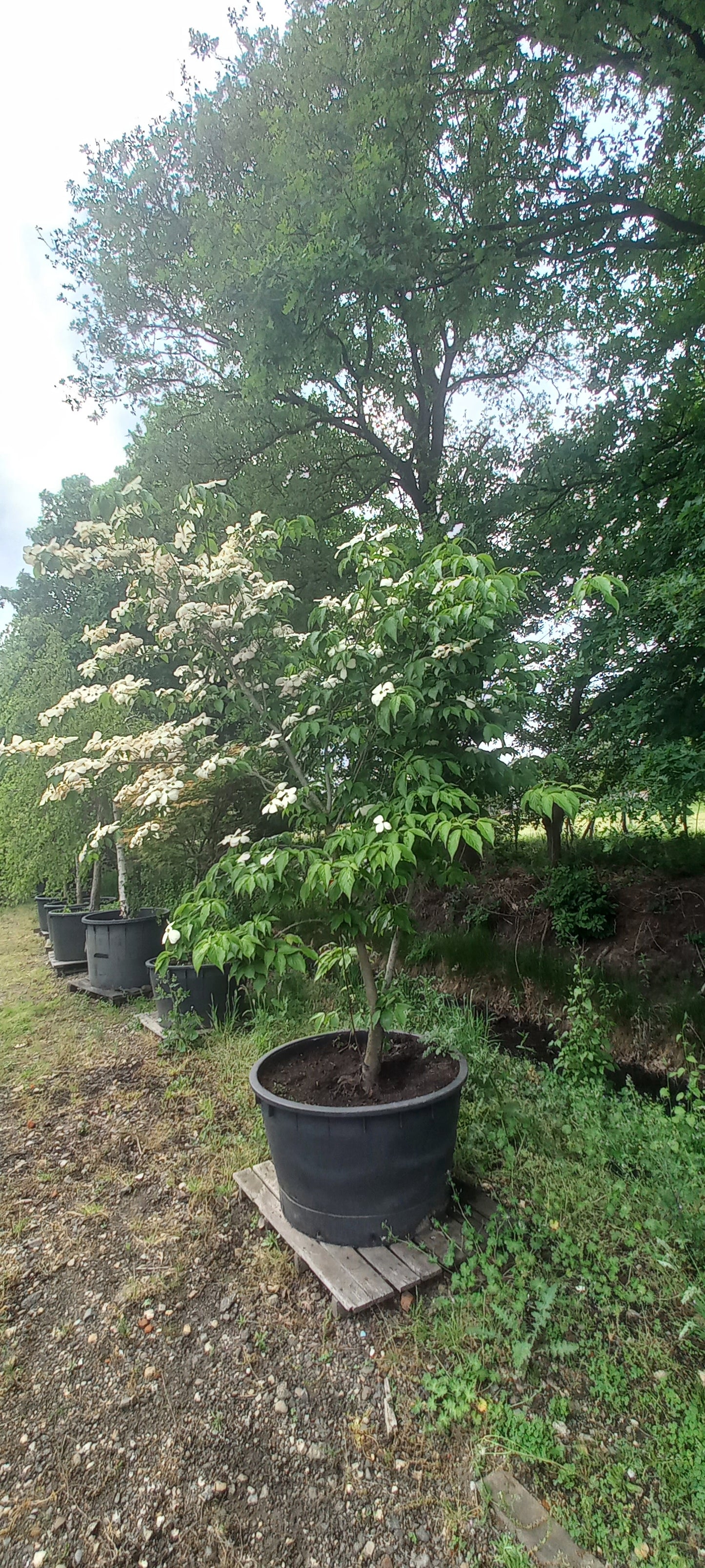Cornus kousa Stellar pink kornoelje