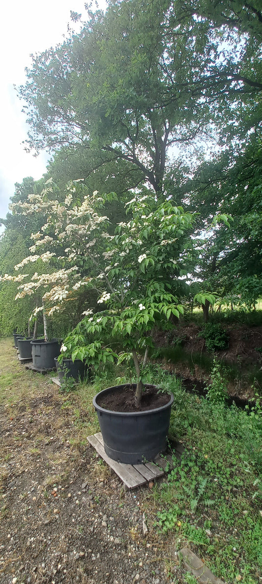 Cornus kousa Stellar pink kornoelje