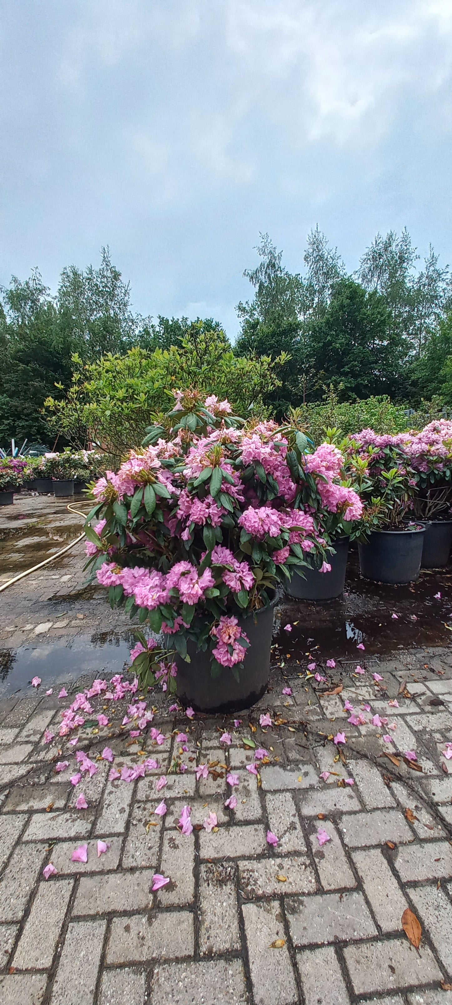 Rhododendron Roseum Elegans 90-100cm XXL