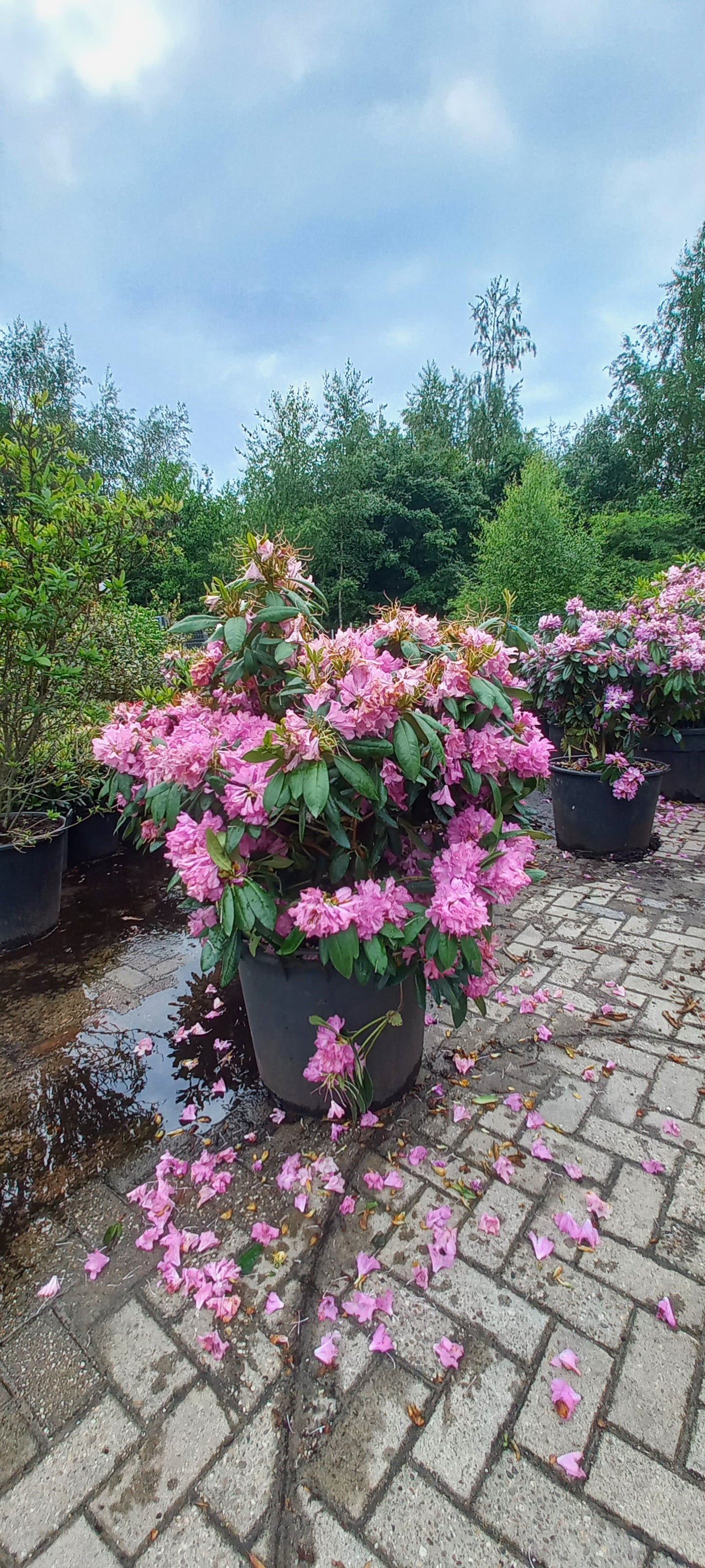 Rhododendron Roseum Elegans 90-100cm XXL