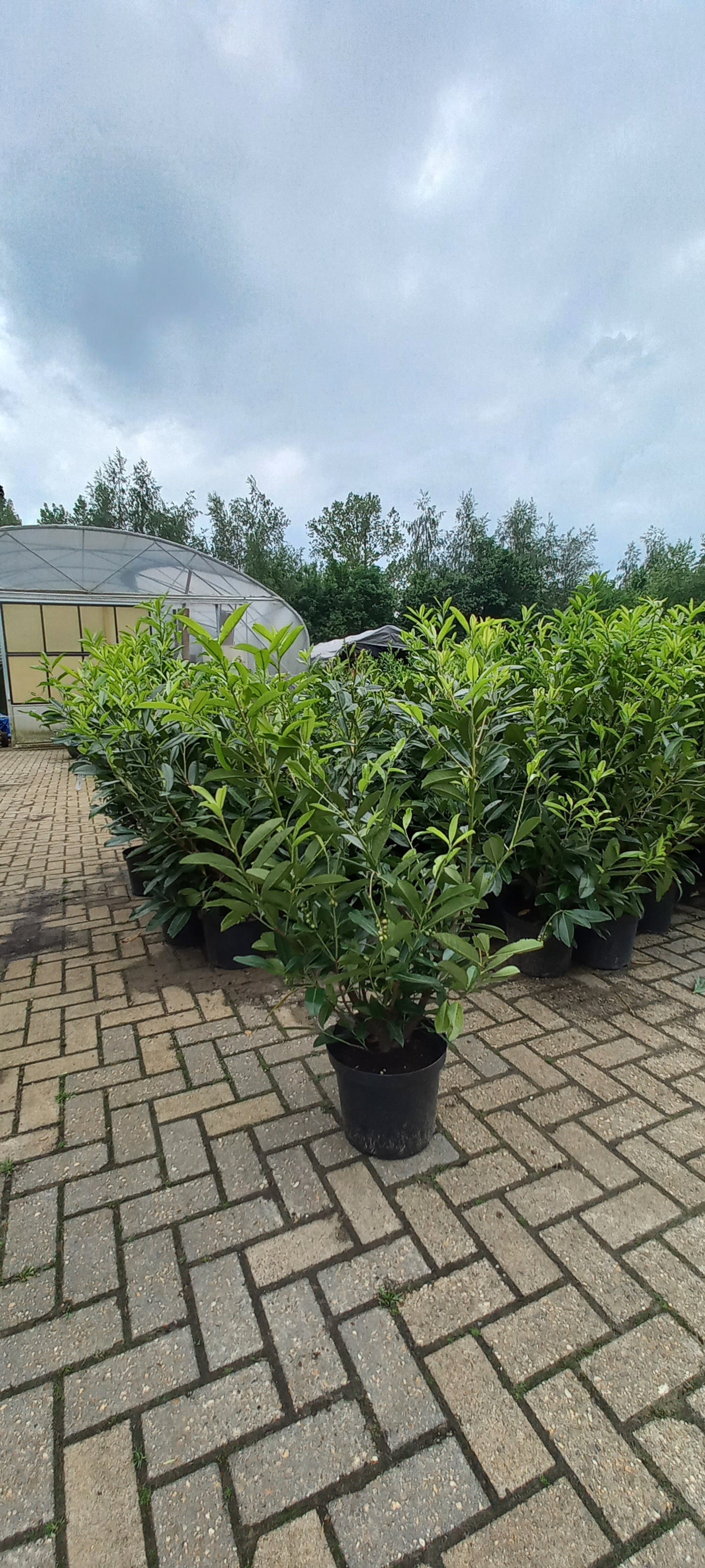 Prunus Caucasica Laurier 140cm