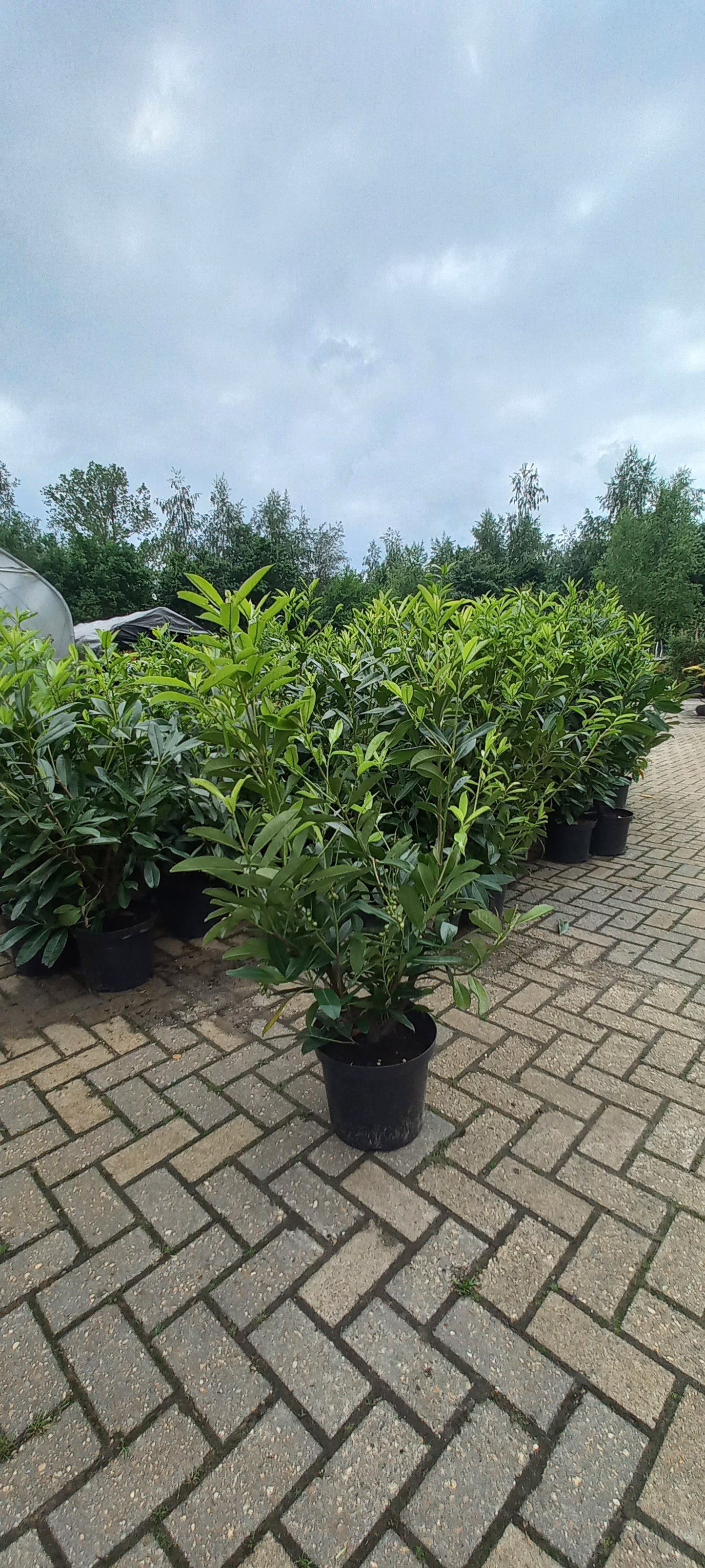 Prunus Caucasica Laurier 140cm